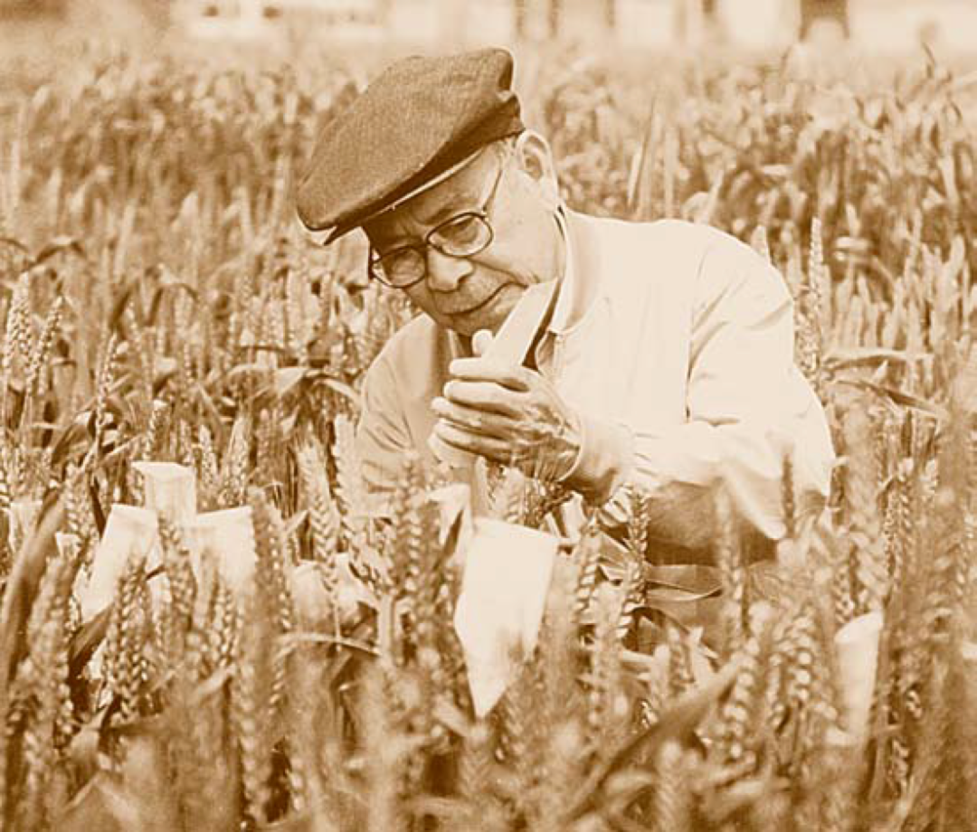 缅怀！著名小麦遗传育种学家庄巧生院士逝世