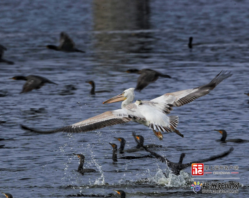 “大嘴鸟”背着“小书包”飞抵罗源湾过冬