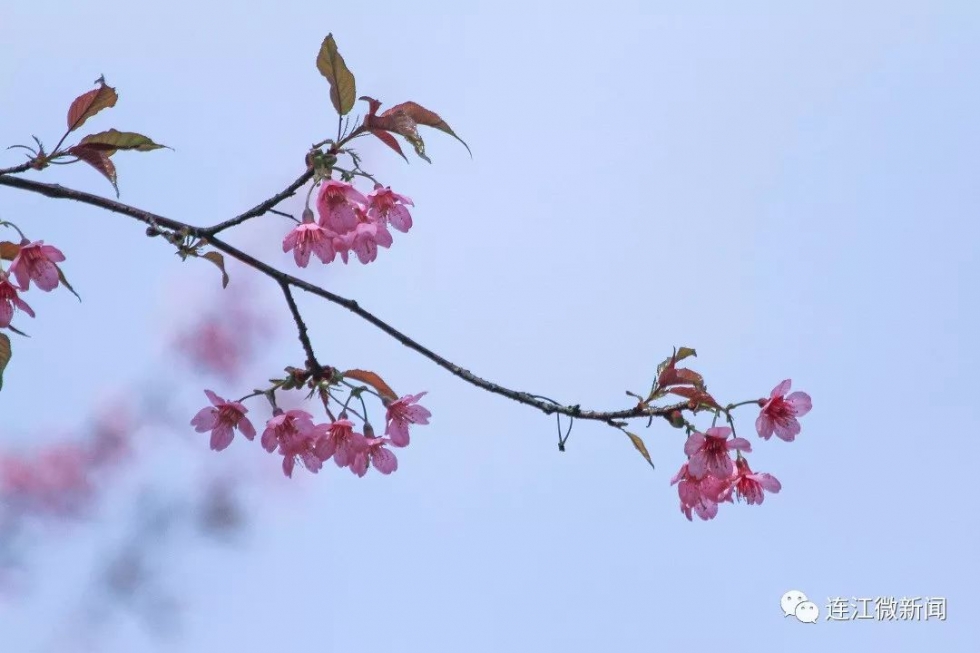 美极了！福州这里3万株樱花盛开