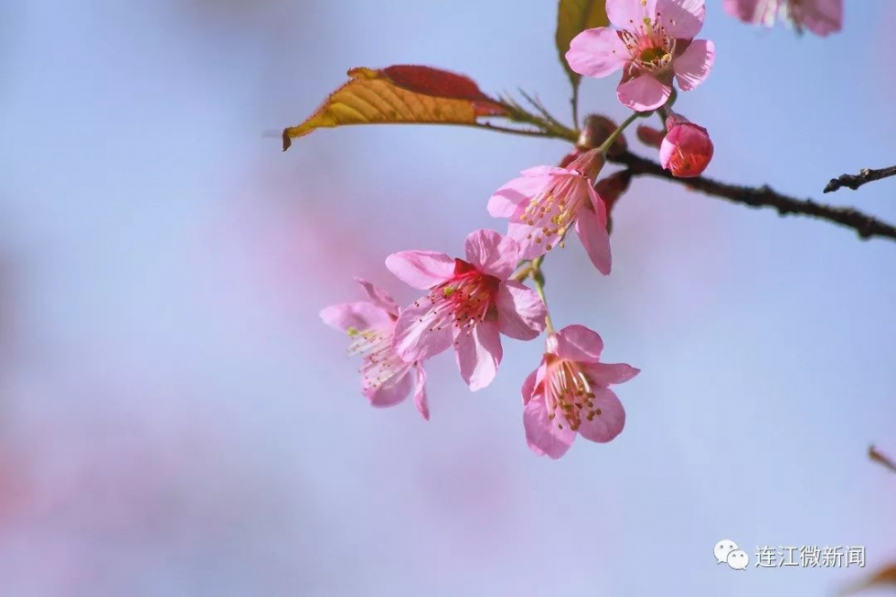 美极了！福州这里3万株樱花盛开