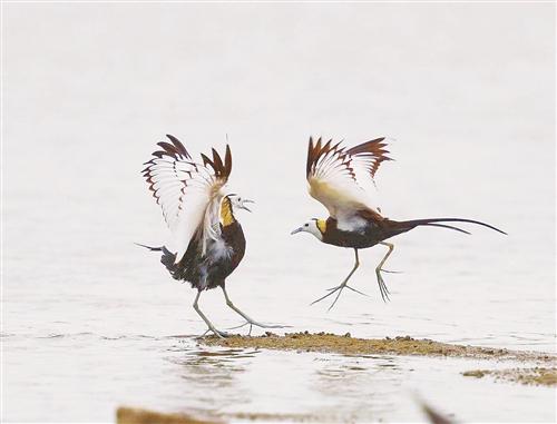 闽江河口湿地国家级自然保护区迎来了世界珍稀“客人”