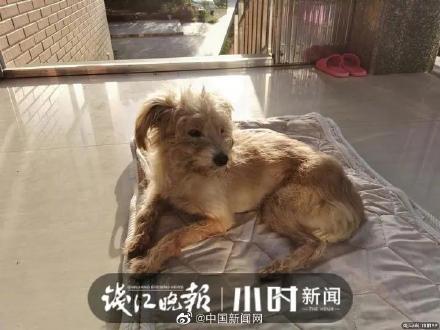 杭州7岁狗狗流浪26天找回60公里外的家