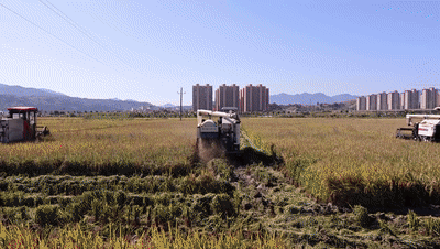 全程机械化！连江2.35万亩晚稻喜丰收