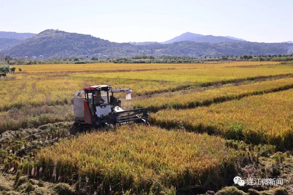 全程机械化！连江2.35万亩晚稻喜丰收