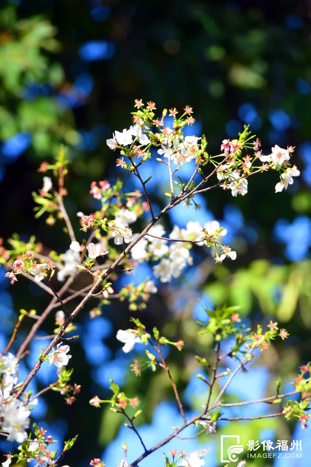 追新看点｜清明可以说“节日快乐”吗？答案来了