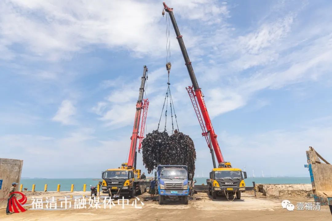 壮观！福清海上“夏收”，原来这么美！