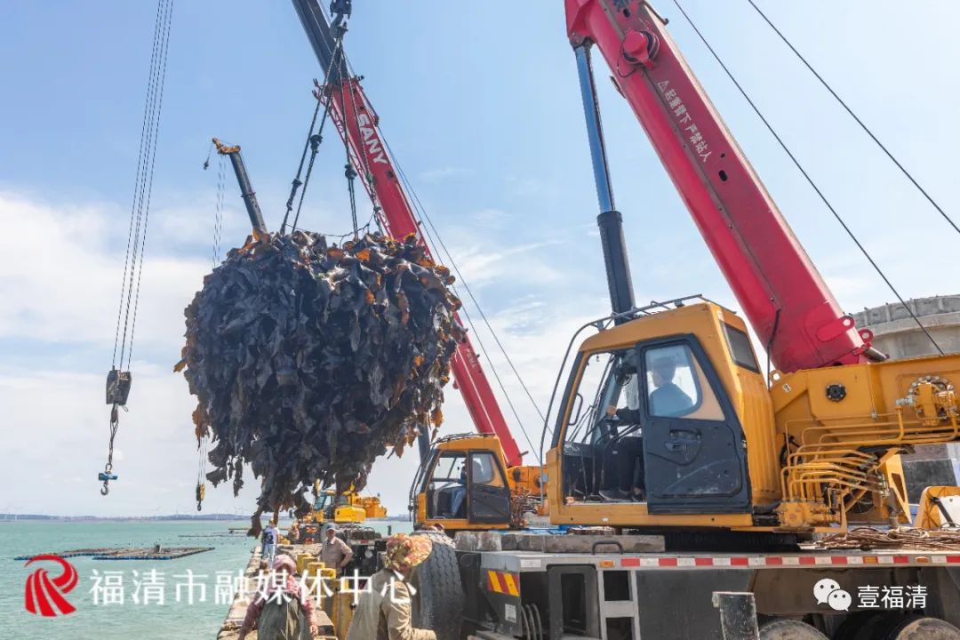 壮观！福清海上“夏收”，原来这么美！