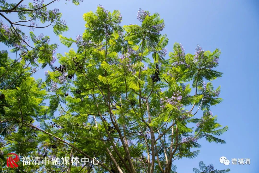 1500平方米！蓝紫色花海亮相，福清迎来最美五月天