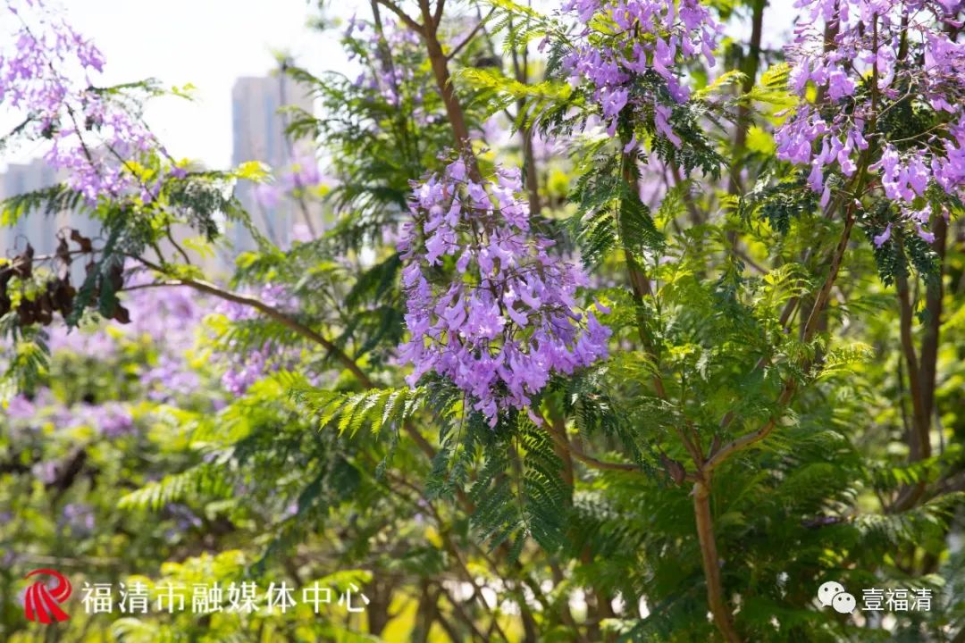 1500平方米！蓝紫色花海亮相，福清迎来最美五月天