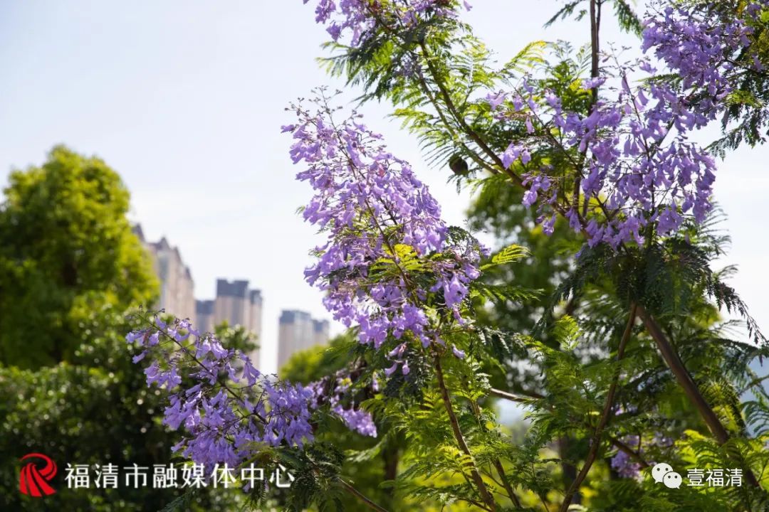 1500平方米！蓝紫色花海亮相，福清迎来最美五月天