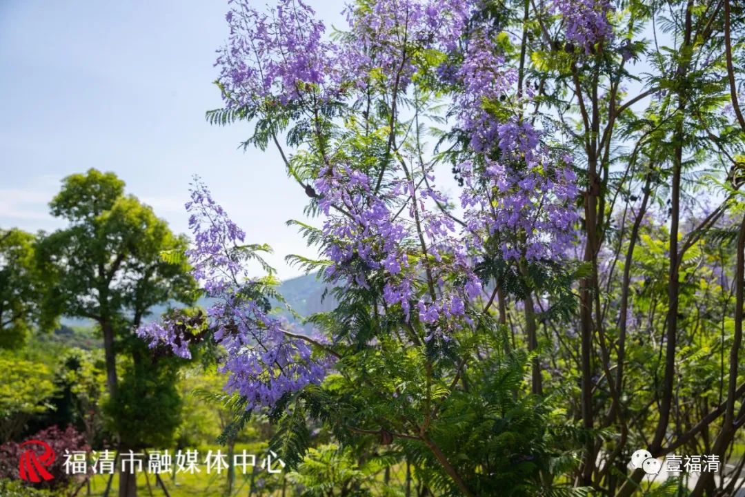 1500平方米！蓝紫色花海亮相，福清迎来最美五月天