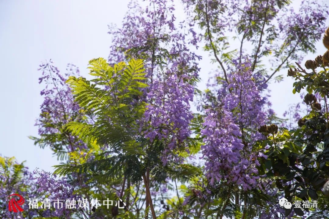 1500平方米！蓝紫色花海亮相，福清迎来最美五月天