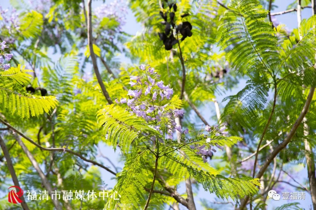 1500平方米！蓝紫色花海亮相，福清迎来最美五月天