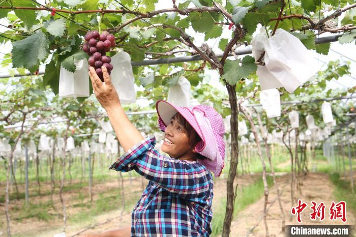 福州马尾琅岐农业现代化示范基地迎来丰收季