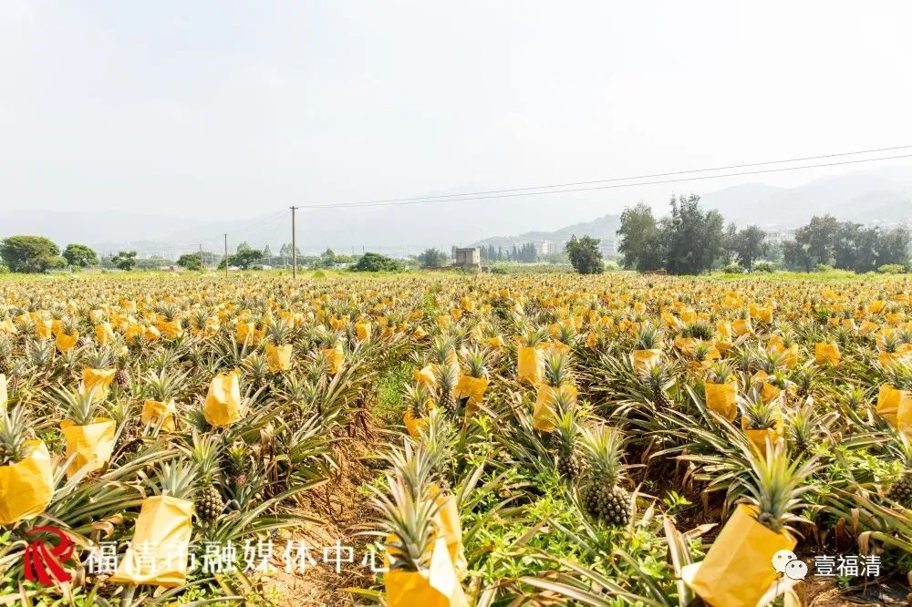 亩产6000斤，福清这片凤梨田厉害了！