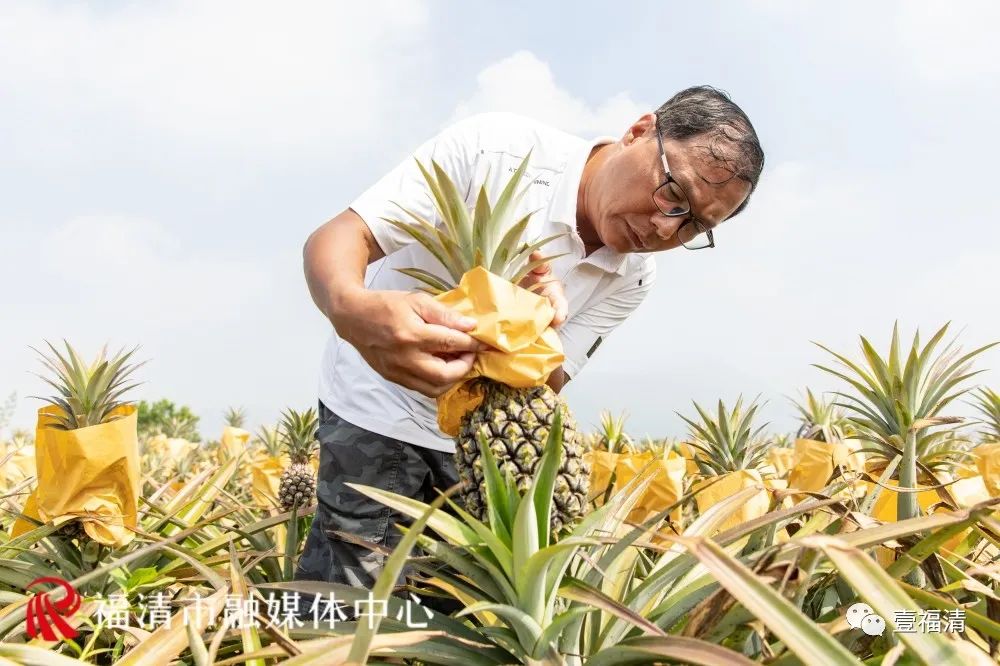 亩产6000斤，福清这片凤梨田厉害了！