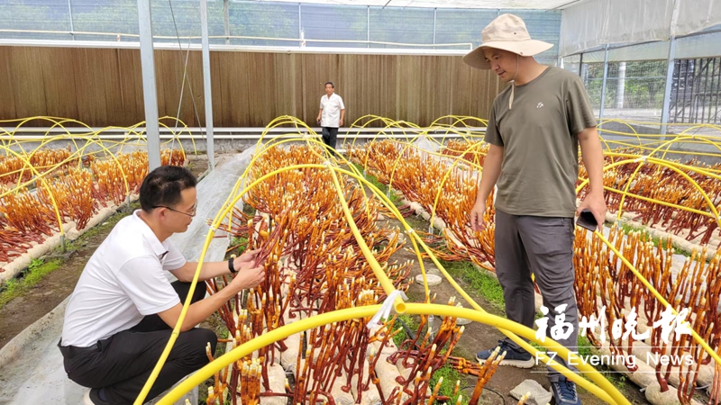 鹿角灵芝首次在福清培育成功