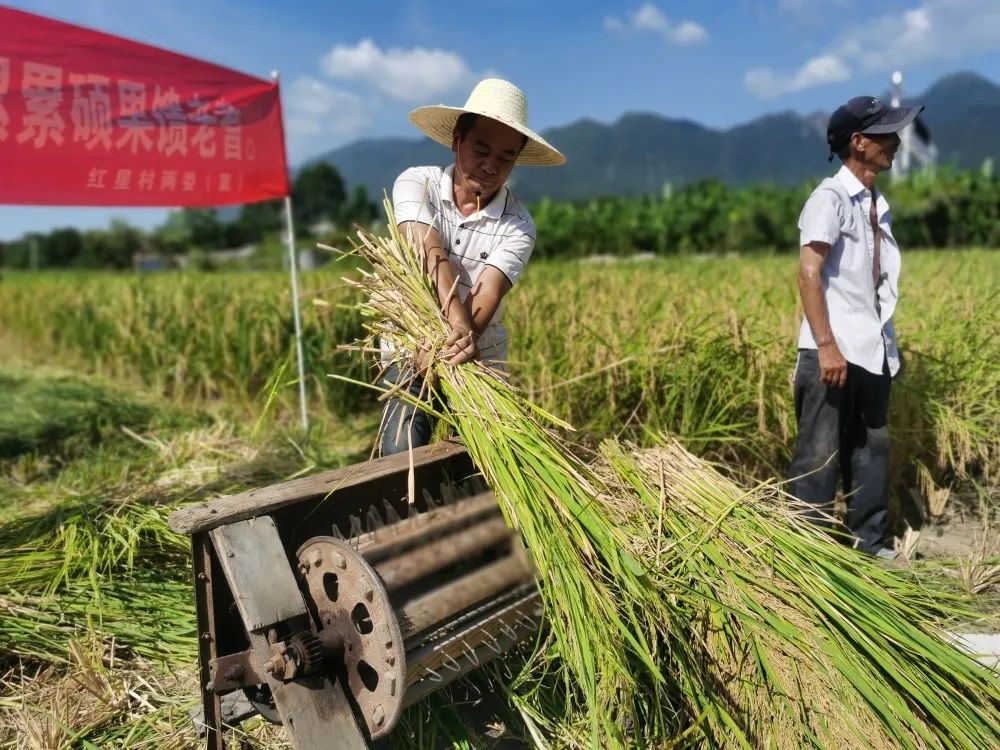 荒地变良田，福清这里喜迎丰收！