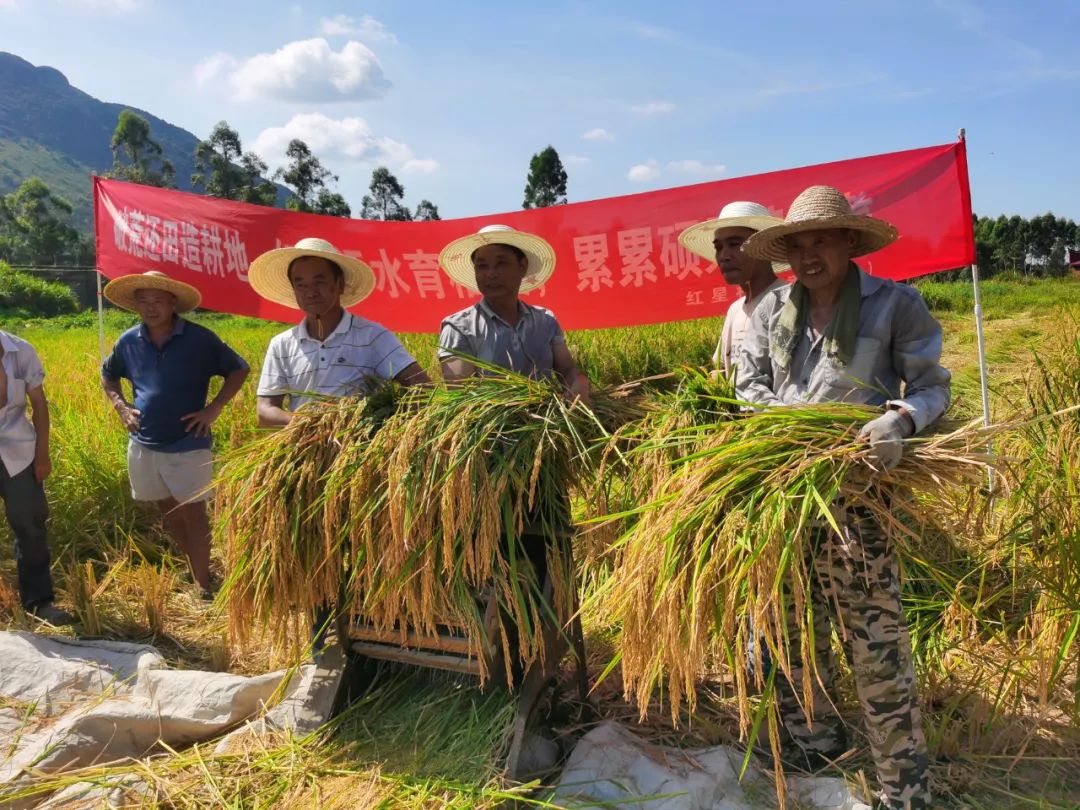 荒地变良田，福清这里喜迎丰收！