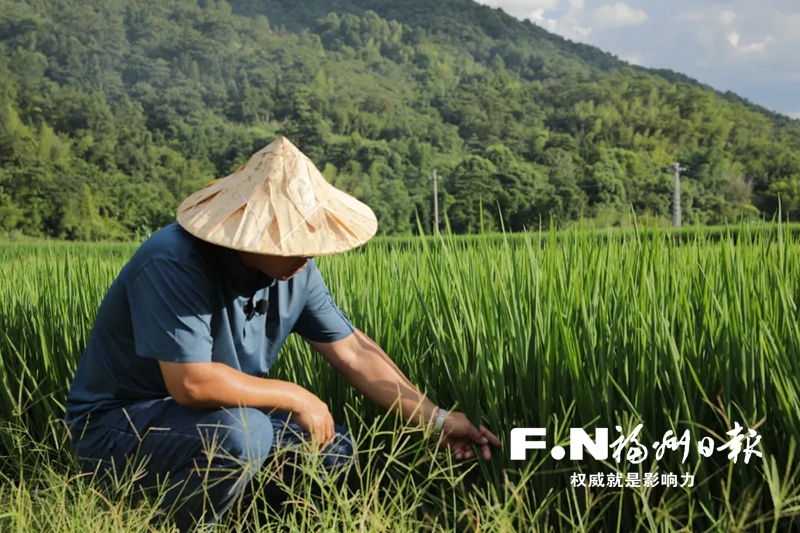 闽清多措并举稳住“米袋子”