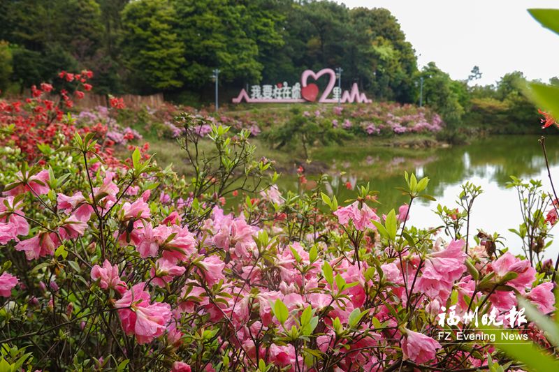 鼓岭百花争艳