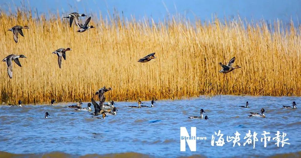 最佳观鸟季！超五万只水鸟在闽江河口湿地！