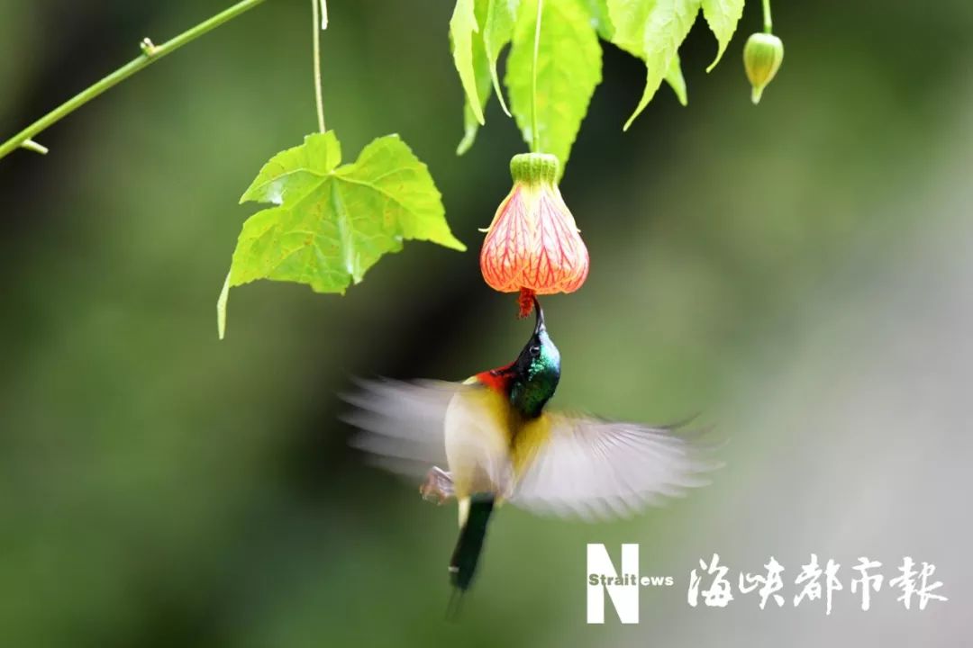 最佳观鸟季！超五万只水鸟在闽江河口湿地！