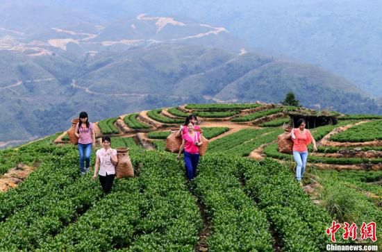 福建泉州：“非遗”跨界 促茶瓷香三产业融合发展