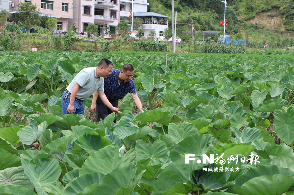 闽清前5个月“双百双千”增产增效行动多项指标居全市前列