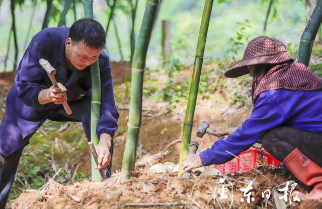 福安溪柄：“科技+品牌”，小竹笋闯出大产业