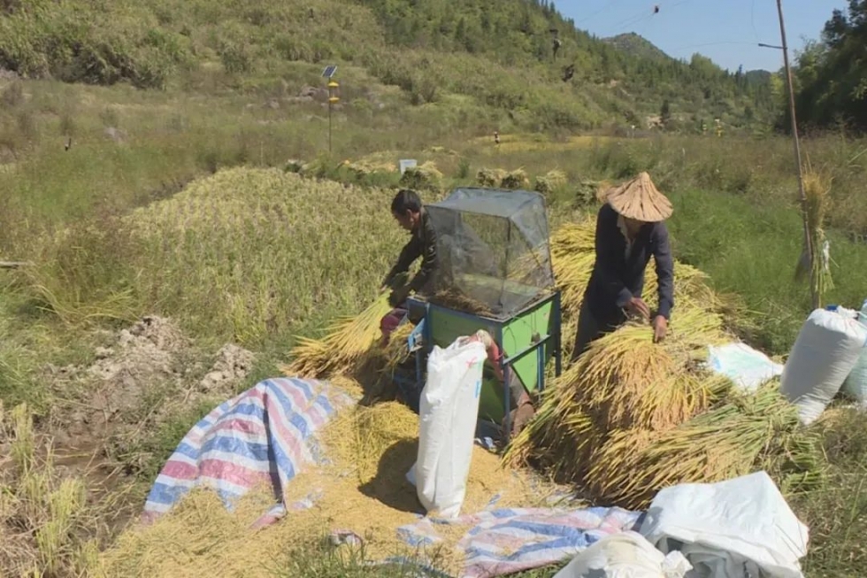 又是一年稻花香！闽清洋边村生态养殖喜获丰收