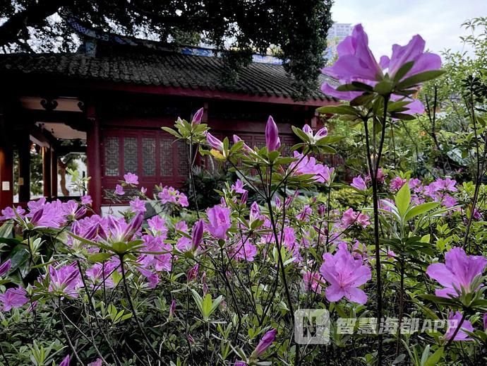 琴亭湖畔“满山红”，时隔8年，福州再办杜鹃节！