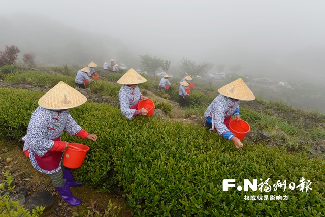 2021年下祝开茶节暨第二届闽清县下祝乡茶文化旅游节开幕