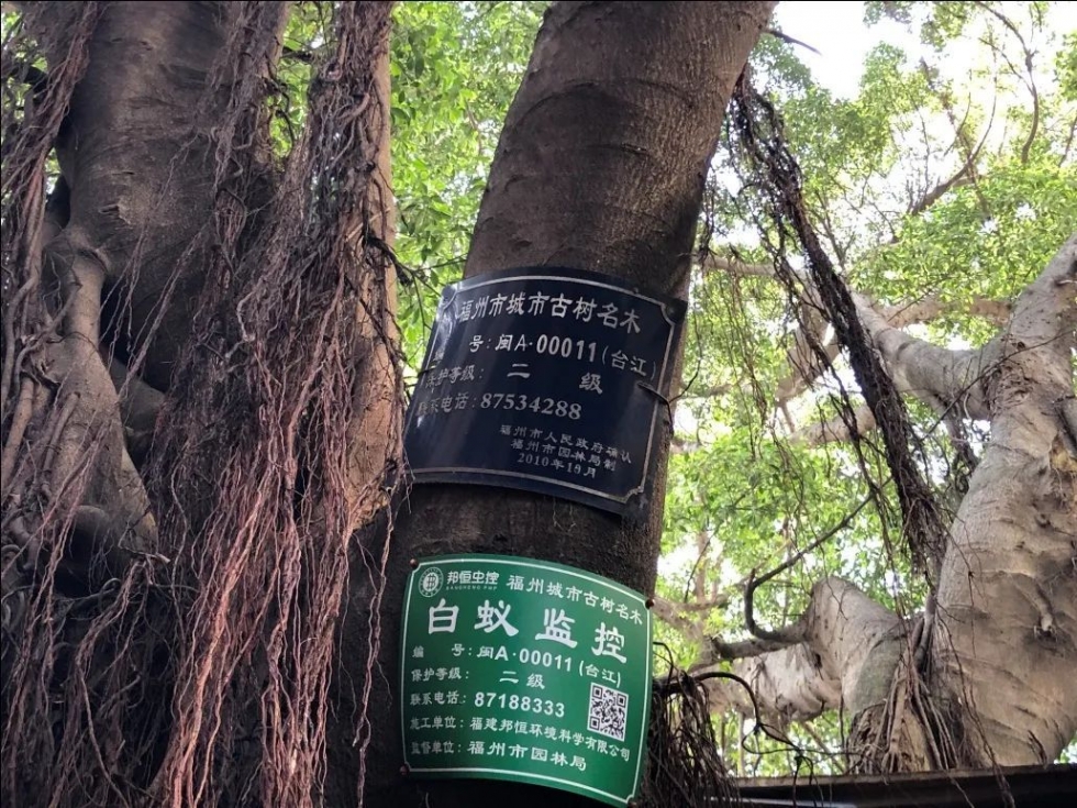 台江开展古树名木保护工作