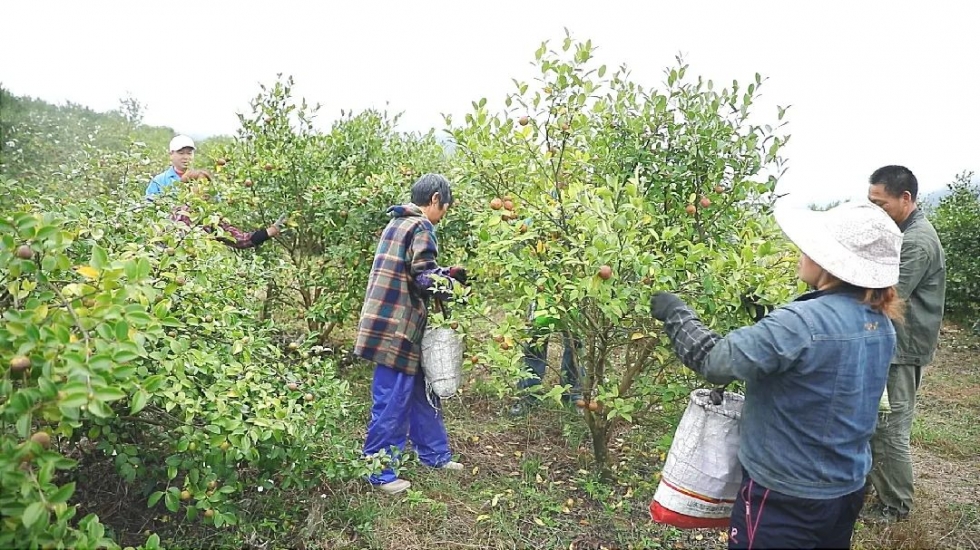 丰收季，闽清白岩山油茶香满山