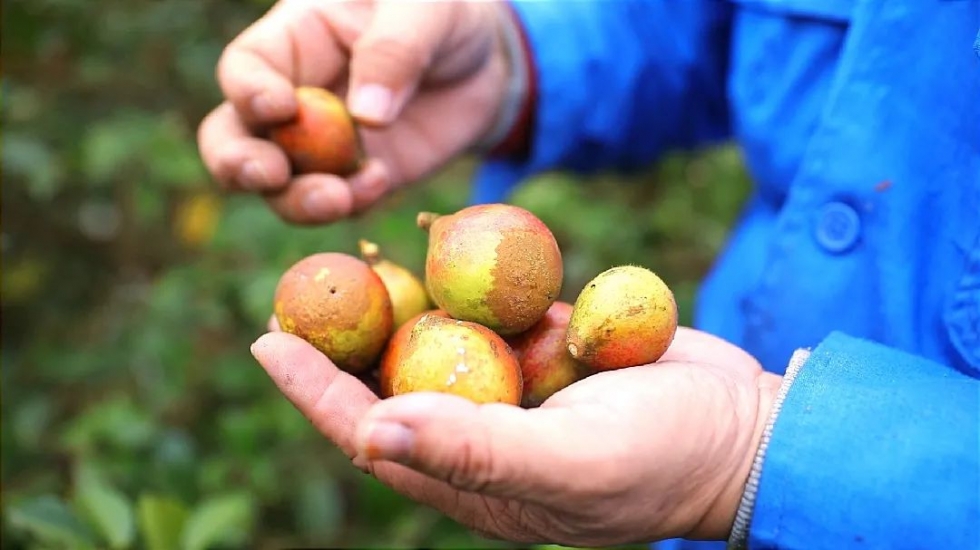 丰收季，闽清白岩山油茶香满山