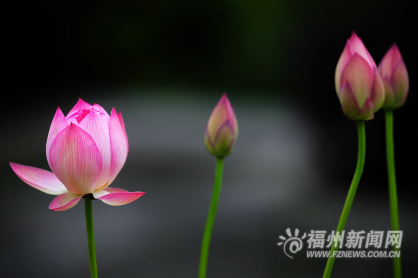 浮香绕曲岸　花影满华池