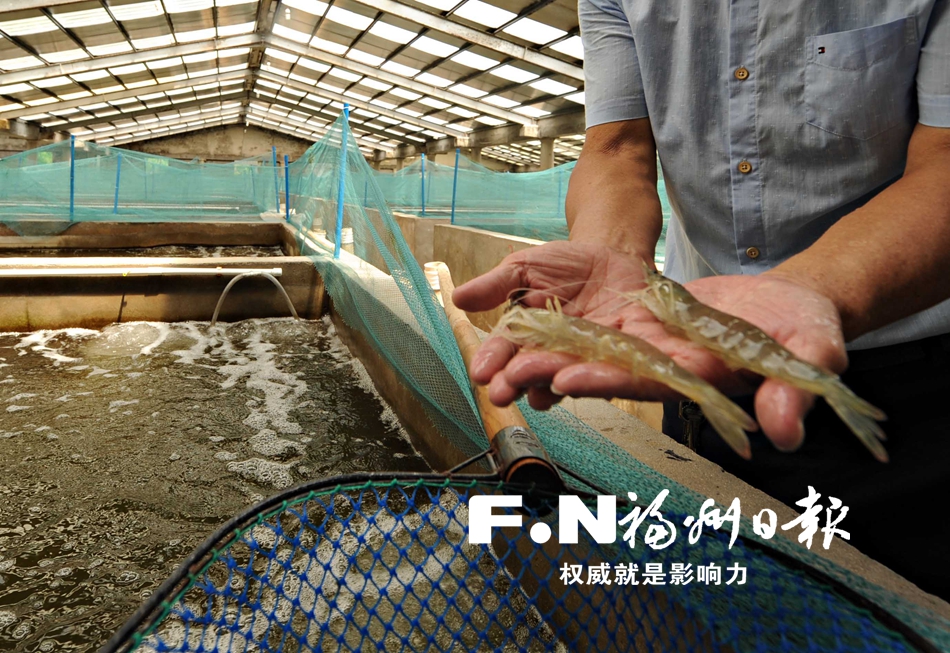 连江“标准化”养虾 每亩产值200万元