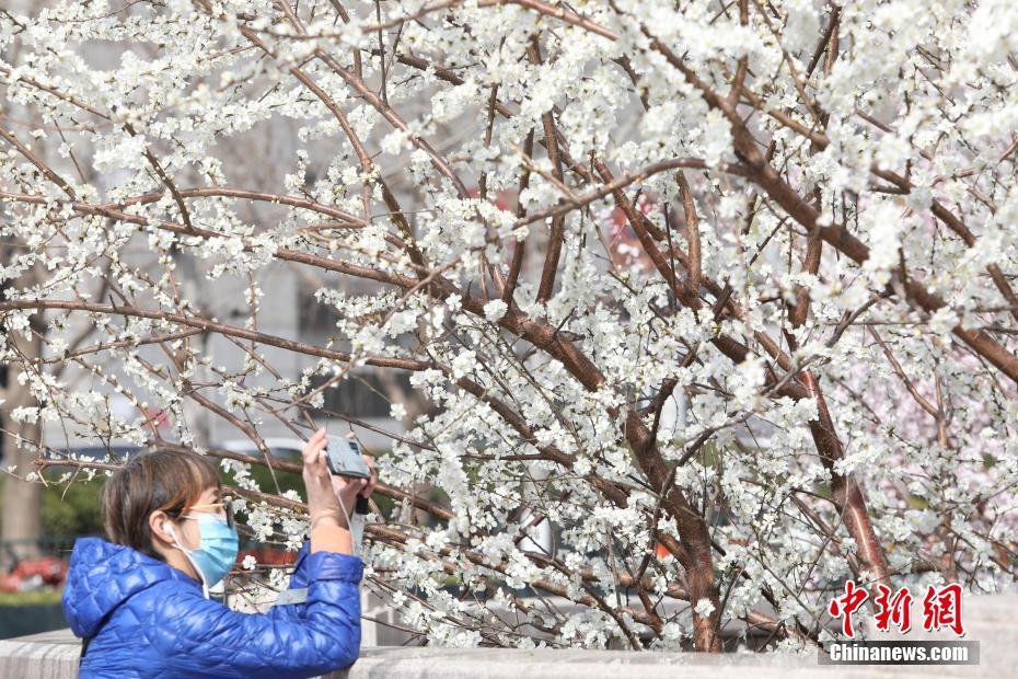 春暖花开！北京市民踏青赏花