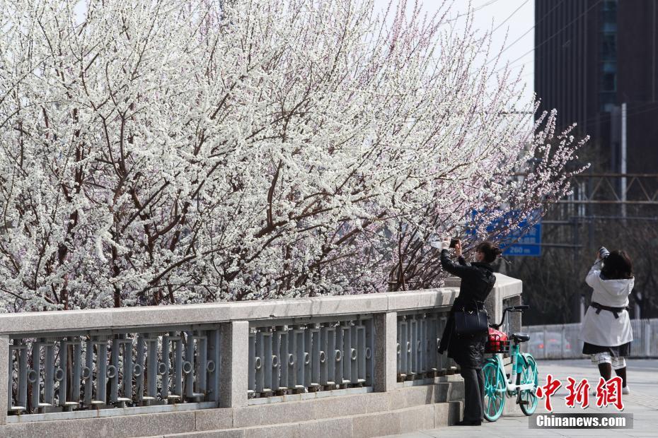 春暖花开！北京市民踏青赏花