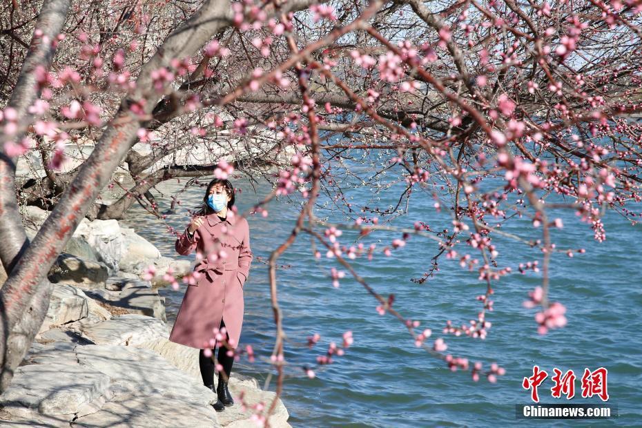 春暖花开！北京市民踏青赏花