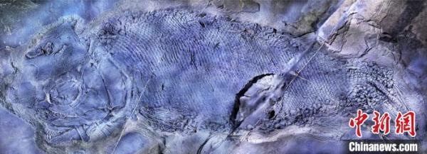 中国发现2.44亿年前“云南暴鱼” 为最古老疣齿鱼科鱼类