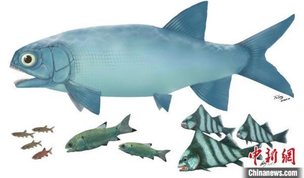 中国发现2.44亿年前“云南暴鱼” 为最古老疣齿鱼科鱼类