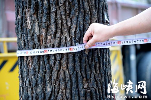 福州地铁屏山站首批回植13棵樟树　树龄均超20年